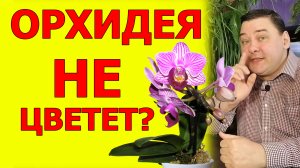 4 хитрости чтобы орхидея зацвела. 3 минуты и секреты ваши