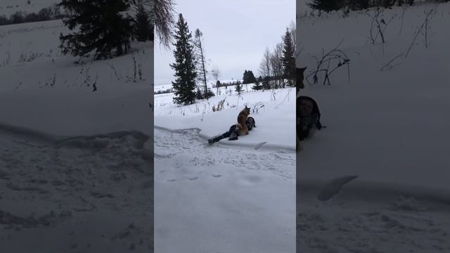 Зимний лес. Прогулка с другом. Лайка хочет охотится. Прогулка на природе смотреть онлайн