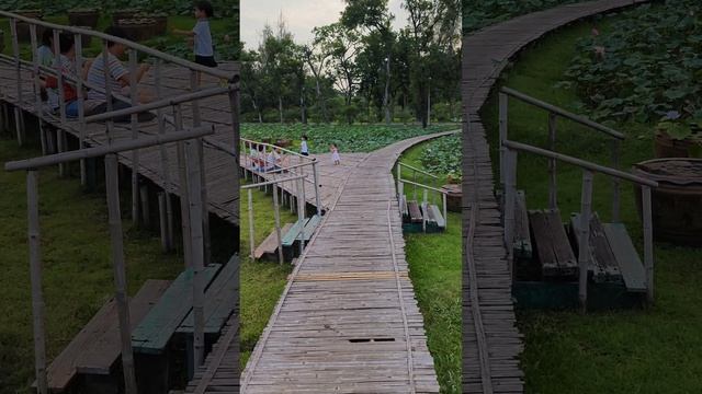 цветы и лилии в Чатучак парке Бангкока смотреть онлайн