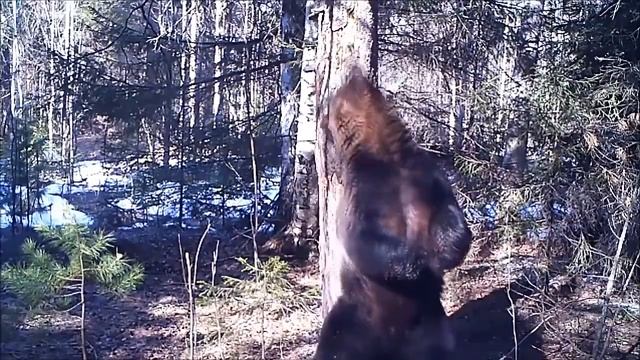 Скриптонит - Ламбада - Танцует медведь смотреть онлайн