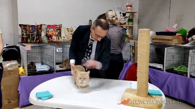 О манчкине. Выставка кошек, Тюмень, день 2 смотреть онлайн