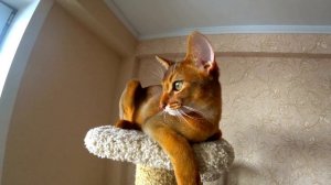 ?Абиссинская кошка| Порода кошки абиссинская кошка| Порода котов и кошек 2023?