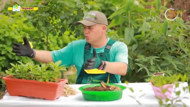 «Landshaft.uz» | Как правильно посадит летние и весенние цветы? [21.05.2022]