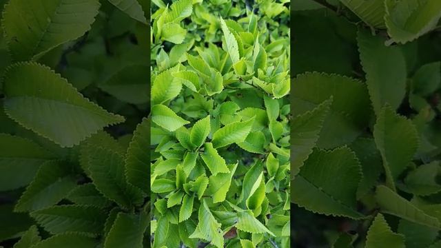 Вяз гладкий в Сукко смотреть онлайн