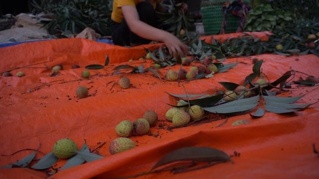 Litchi Fruit Harvest Goes To The Market Sell - Harvest Duck Eggs - Building Farm