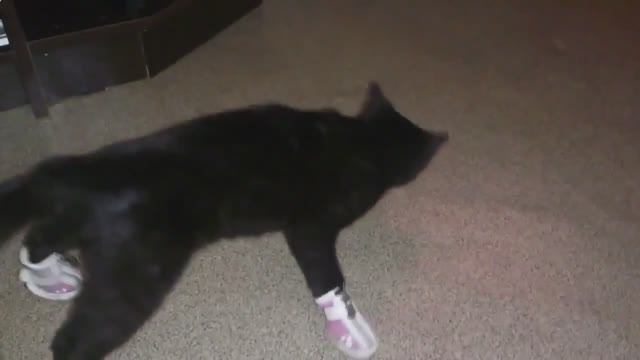 Кот в сапогах смотреть онлайн