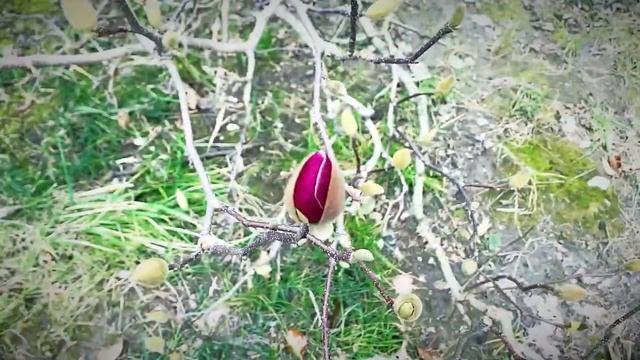 Игумен Силуан (Туманов) Русская херувимская песнь. смотреть онлайн