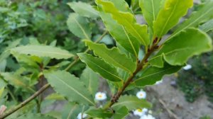 Лавр на дачном участке. Лавр. Дачный участок в Германии. 4K видео