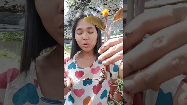 My first ever vlog on calatheas! смотреть онлайн