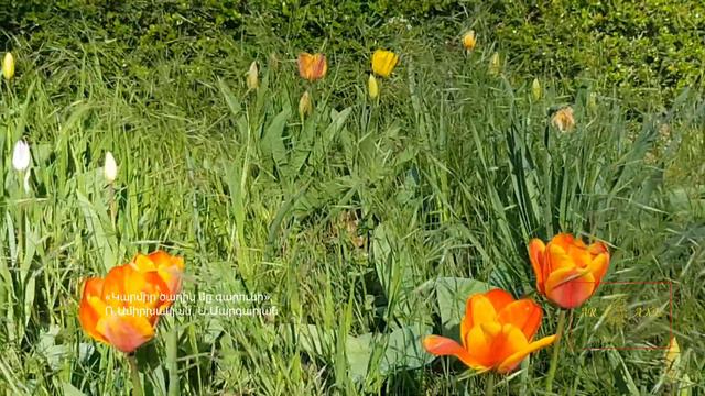 Կարմիր Ծաղիկ մը Գարունի - Ռ.Ամիրխանյան, Ս.Մարգարյան/A Red Spring Flower - R. Amirkhanyan,S.Margarya