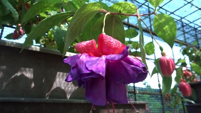 Fuchsia var. Lady Beth смотреть онлайн