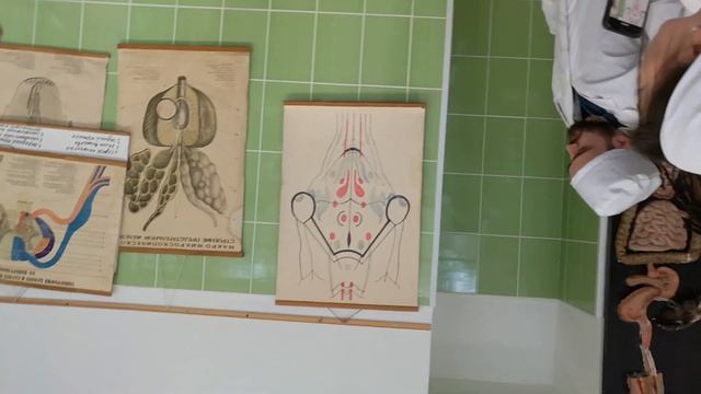 Анатомия | Средний мозг