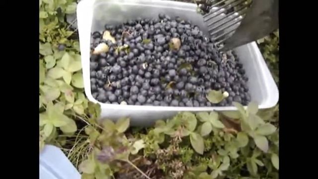Сбор черники и грибов смотреть онлайн