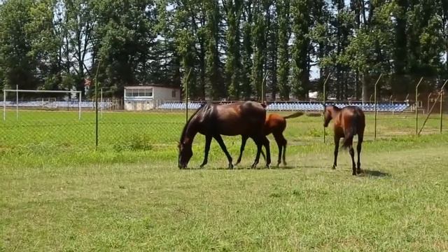 Гурийская გურული (guruli) Gurian 