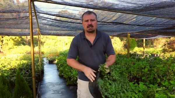 How to grow Blue Pacific Juniper (Shore Juniper) with detailed description