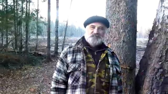 Дуб Сосна Береза.avi смотреть онлайн