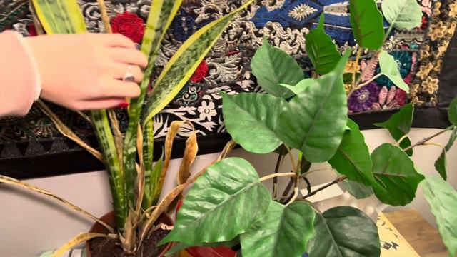 ASMR University Living Room Tour | Lofi | PeartreeASMR смотреть онлайн