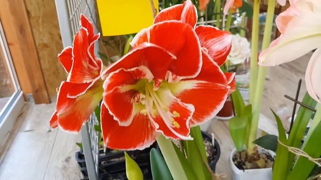 Hippeastrum SAMBA смотреть онлайн