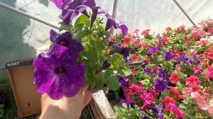 Лучшие сорта петунии и сурфинии по итогу сезона