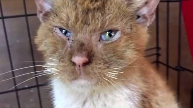 Облезлый кот плакал, как ребенок. Он был болен и нуждался в помощи смотреть онлайн