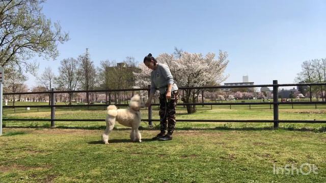 Догтренинг в Японии. Стандарт пудель Мадонна. Japonya'da köpek eğitimi. Standart kaniş Madonna. смотреть онлайн