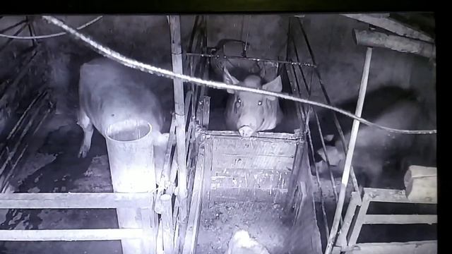 Свиноводство, скот и птица. Без кузнечика ни как ?. смотреть онлайн