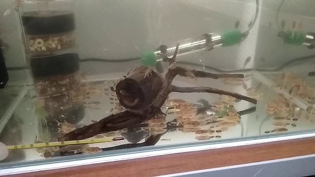 Аквариумистика. Прожектор в аквариуме (новый светодиодный прожектор). Мальки пельвикахромиса. смотреть онлайн