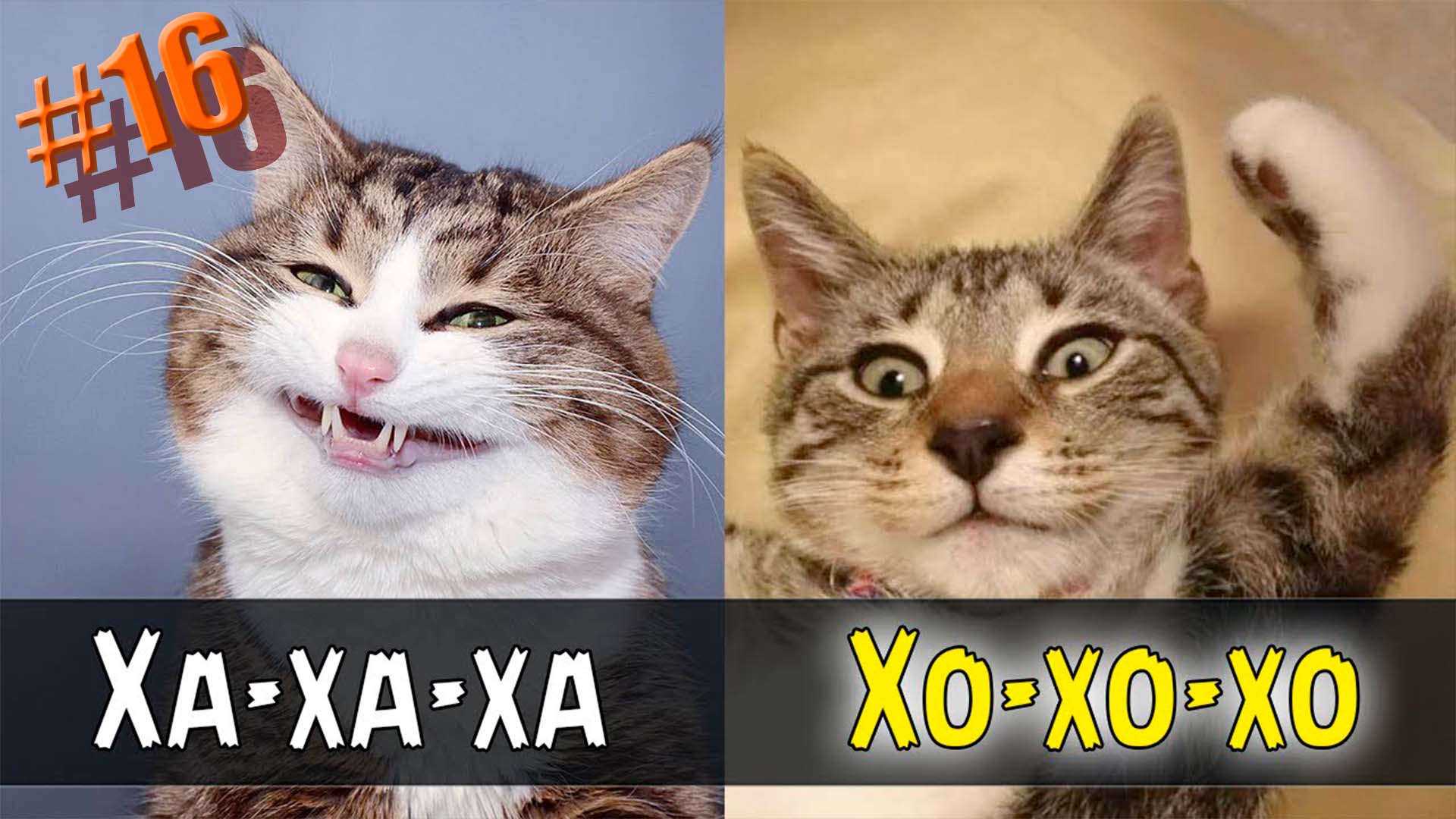 ?Котики Милые котики Приколы с котами 925 секунд смеха ?Смешные коты #16 смотреть онлайн