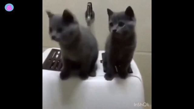 Сoub BEST Pets 2018 животные (коты, собаки) милота и смех смотреть онлайн