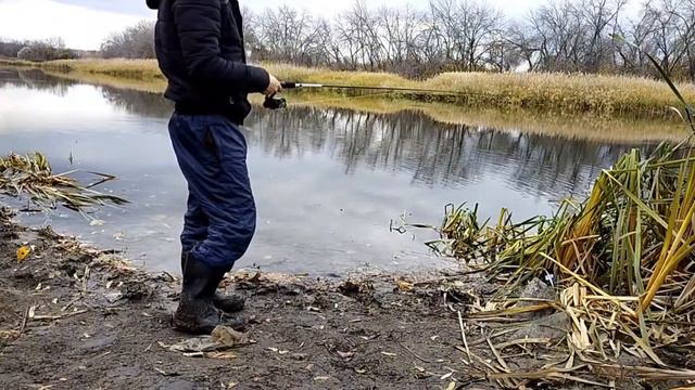 Зверёк пришёл на рыбалку. попытка поймать щуку на спиннинг(запись с трансляции) смотреть онлайн