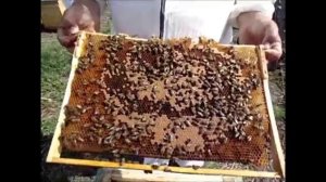 Формирование сборных отводков для увеличения числа семей на пасеке.