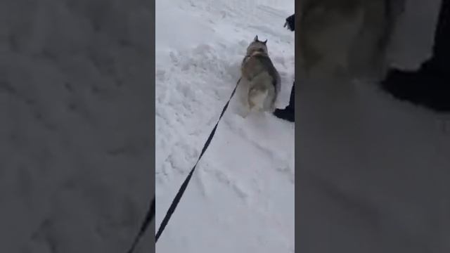 Хаски Гера не хочет идти домой смотреть онлайн