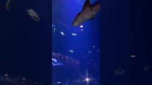 Турция Rixos premium Belek