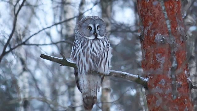 Кормушки под контролем • СОВА Бородатая неясыть • The great grey owl • Big year 2024 • Day 11 смотреть онлайн