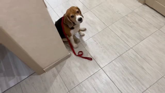 КАК ПРАВИЛЬНО И НЕПРАВИЛЬНО СОБИРАТЬСЯ ГУЛЯТЬ #дрессировка #воспитание #послушание #какнаучитьсобак смотреть онлайн