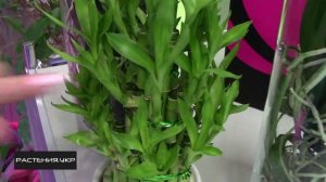 Драцена Сандера или комнатный бамбук счастья / Dracaena braunii room or bamboo happiness