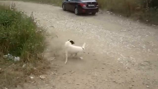 Собака бегает за своим хвостом смотреть онлайн