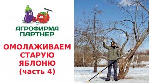 ОМОЛАЖИВАЕМ СТАРУЮ ЯБЛОНЮ. ОБРЕЗКА И ФОРМИРОВАНИЕ КРОНЫ. (часть 4)