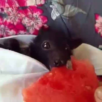 Летучая мышь завтракает смотреть онлайн