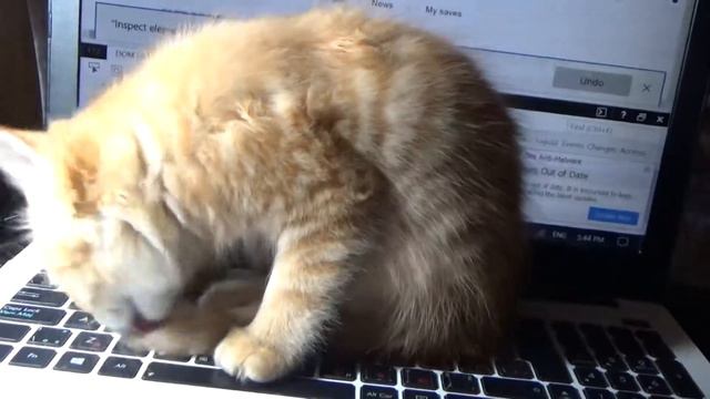 КОТ ПРОГРАМИСТ смотреть онлайн