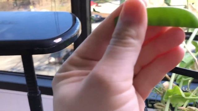 How to Grow Sugar Snap Peas in Aerogarden смотреть онлайн
