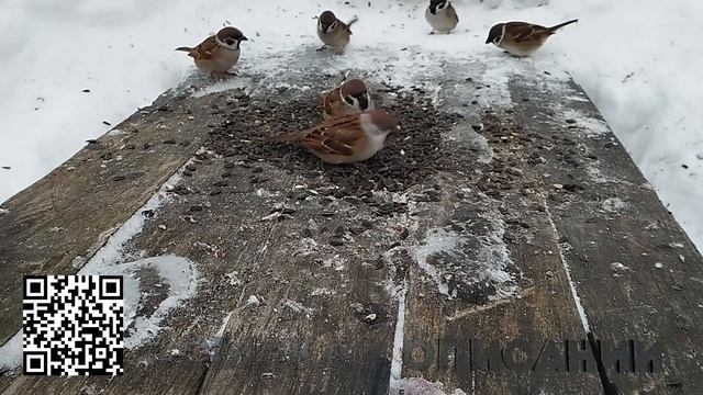 Семечки на столе для синиц и воробьёв вечером. смотреть онлайн