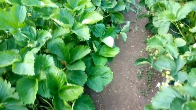 Клубника Клери Урожайность. смотреть онлайн