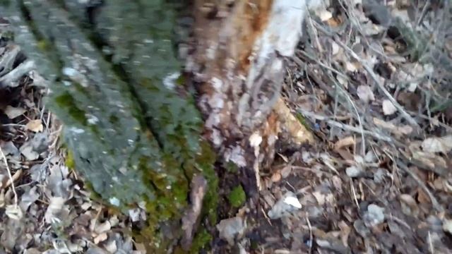 Прогулка и поиск съедобных грибов. смотреть онлайн