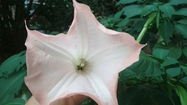 Сочи . Цветок. Бругмансия, очень красивый. смотреть онлайн