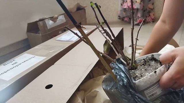 Приехали две посылки из Питомника Веры Глуховой. Осенний заказ 2021! Распаковка посылки. смотреть онлайн