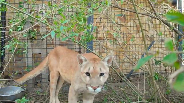 Сафари парк Тайган