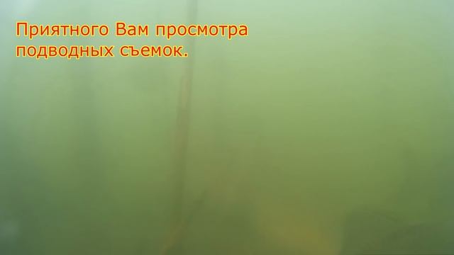 Рыбалка. Подводные съемки карася и внимание - клещи. My fishing. смотреть онлайн