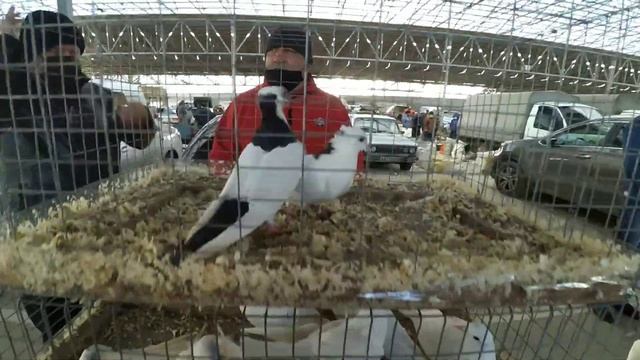 Птичий рынок Краснодар 03.01.2021г смотреть онлайн