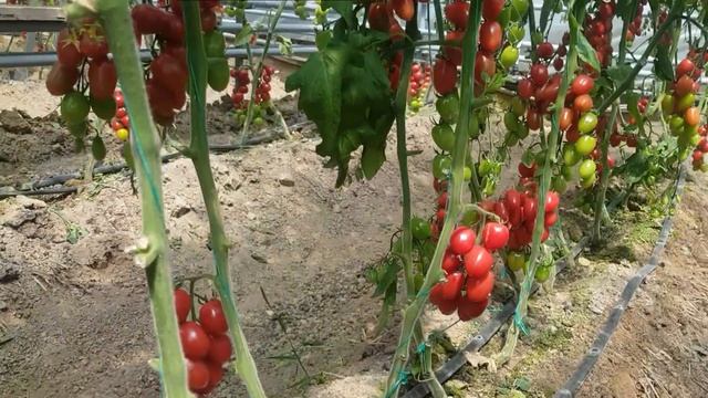 Шоколадные, оранжевые, лимонные, розовые, красные супер сладкие черри. смотреть онлайн